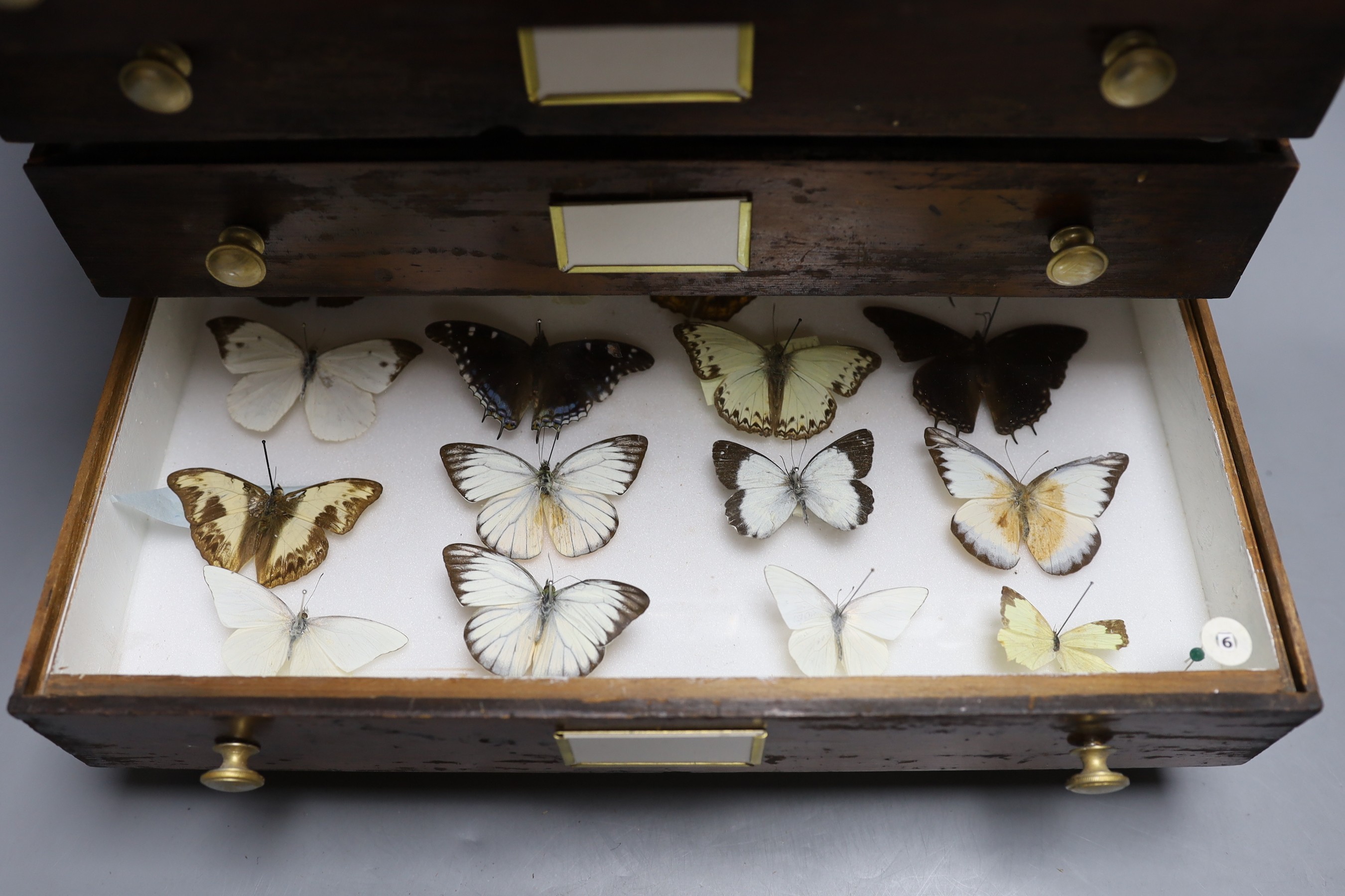 Entomology- British butterfly specimens contained in a chest of six drawers, 42 cm high, 38 cm wide, 23 cm deep
